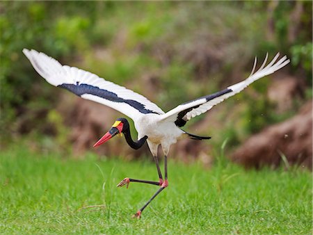 simsearch:862-06542223,k - A magnificent male Saddle billed Stork takes off from a grassy bank of the Victoria Nile in Murchison Falls National Park, Uganda, Africa Foto de stock - Con derechos protegidos, Código: 862-06543181