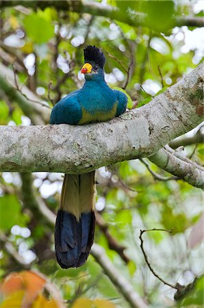 simsearch:862-06543226,k - A spectacular Great Blue Turaco, the largest of the endemic African turacos, Uganda, Africa Foto de stock - Direito Controlado, Número: 862-06543194