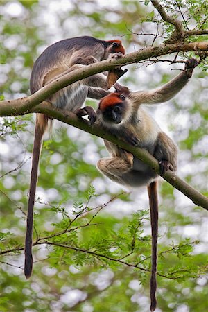 Two Red Colobus monkeys groom themselves in the branches of an Acacia tree, Uganda, Africa Stock Photo - Rights-Managed, Code: 862-06543192