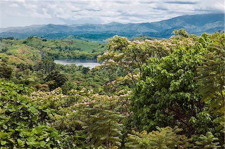 A magnificent view to the distant Rwenzori Mountains from the attractive gardens of Ndali Lodge, Uganda, Africa. Photographie de stock - Rights-Managed, Code: 862-06543204