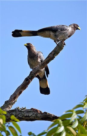 simsearch:862-06543255,k - Two Eastern Grey Plantain eaters in the grounds of Chimpanzee Forest Guesthouse,  with distant views of the Rwenzori Mountains, Uganda, Africa Photographie de stock - Rights-Managed, Code: 862-06543206