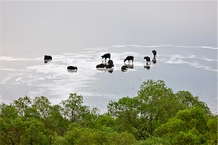 simsearch:862-06543241,k - Buffalos wallow in the shallow, mildly saline volcanic crater lake called Lake Nyamunuka in Ugandas Queen Elizabeth National Park, Uganda, Africa Foto de stock - Con derechos protegidos, Código: 862-06543215