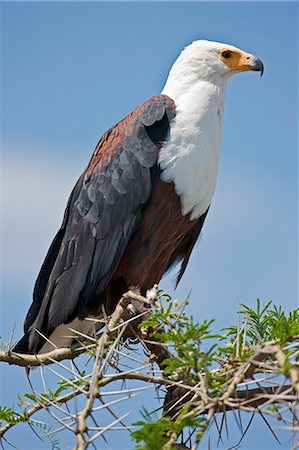 simsearch:862-06543241,k - A magnificent African Fish Eagle perched on top of an acacia tree beside the Kazinga Channel, Uganda, Africa Photographie de stock - Rights-Managed, Code: 862-06543227