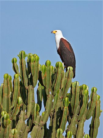 A fine African Fish Eagle perched on top of a Euphorbia tree, Uganda, Africa Stock Photo - Rights-Managed, Code: 862-06543220