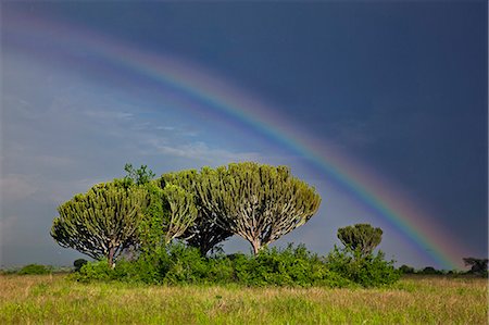 A magnificent rainbow arches over Euphorbia trees as rain approaches in Ugandas Queen Elizabeth National Park, Uganda, Africa Stock Photo - Rights-Managed, Code: 862-06543237