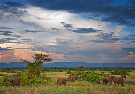simsearch:862-06543255,k - A herd of elephants graze at sunset under a colourful, cloudy sky in Queen Elizabeth National Park, Uganda, Africa Photographie de stock - Rights-Managed, Code: 862-06543238