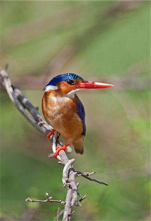 simsearch:862-06542223,k - A beautiful Malachite Kingfisher beside the Kazinga Channel in Queen Elizabeth National Park, Uganda, Africa Foto de stock - Con derechos protegidos, Código: 862-06543230