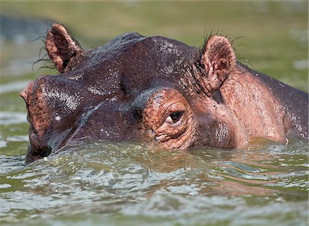 simsearch:862-06543234,k - A hippo in the Kazinga Channel of Queen Elizabeth National Park, Uganda, Africa Foto de stock - Con derechos protegidos, Código: 862-06543232