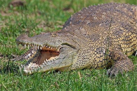 simsearch:862-06543241,k - A large Nile Crocodile basking on the banks of the Kazinga Channel in Queen Elizabeth National Park, Uganda, Africa Photographie de stock - Rights-Managed, Code: 862-06543233