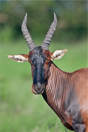 damaliscus korrigum - The Topi is a large, long faced antelope with backward curving horns, Uganda, Africa Stock Photo - Rights-Managed, Code: 862-06543244