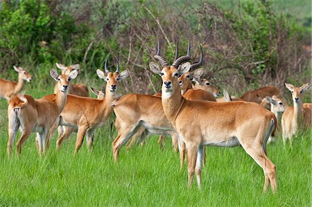 A herd of Uganda Kob at Ishasha in the southwest corner of the Queen Elizabeth National Park, Uganda, Africa Foto de stock - Con derechos protegidos, Código: 862-06543246