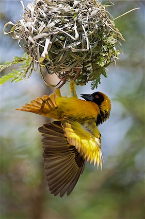 A Black headed Weaver builds its nest, Uganda, Africa Stockbilder - Lizenzpflichtiges, Bildnummer: 862-06543247