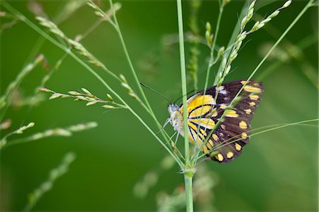 simsearch:862-06543234,k - A beautifully marked butterfly pauses on a stem of green grass, Uganda, Africa Foto de stock - Con derechos protegidos, Código: 862-06543248