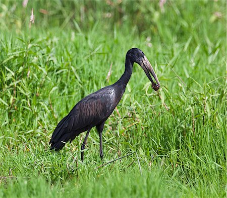 simsearch:862-06542223,k - An African Open billed Stork with a snail in its bill, Uganda, Africa Foto de stock - Con derechos protegidos, Código: 862-06543241