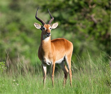 simsearch:862-06543255,k - A fine Male Uganda Kob.  Males are distinguished from females by their thick, lyrate horns, Uganda, Africa Photographie de stock - Rights-Managed, Code: 862-06543243