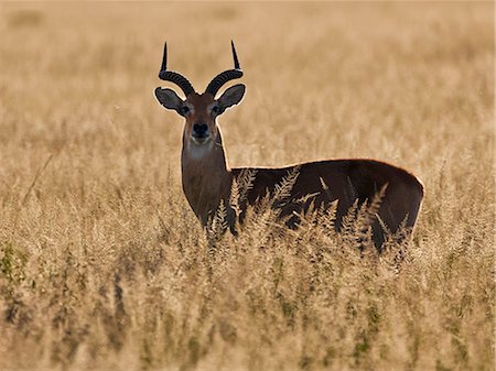 simsearch:862-06543301,k - Bathed in the late afternoon sun, a male Uganda Kob remains vigilant in tall dry grass at Ishasha in the southwest corner of the Queen Elizabeth National Park, Uganda, Africa Photographie de stock - Rights-Managed, Code: 862-06543256