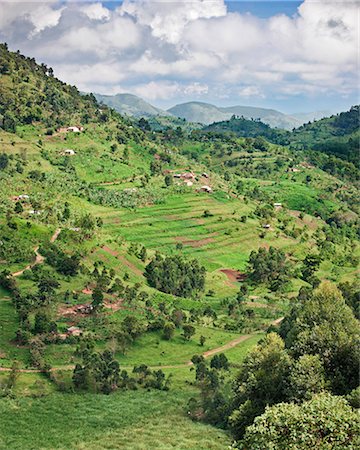 simsearch:862-03355431,k - Rich farming country in the rolling hills of Southwest Uganda, Africa Photographie de stock - Rights-Managed, Code: 862-06543258
