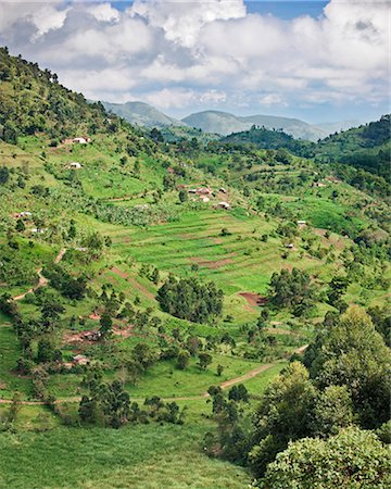 Rich farming country in the rolling hills of Southwest Uganda, Africa Stock Photo - Rights-Managed, Code: 862-06543258