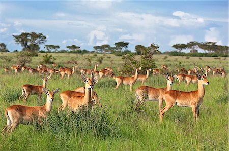 simsearch:862-06543241,k - Large herds of Uganda Kob gather in the rainy season to graze the lush grasslands at Ishasha in the southwest sector of the Queen Elizabeth National Park, Uganda, Africa Photographie de stock - Rights-Managed, Code: 862-06543250