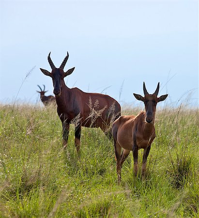 Topis in lush green grass at Ishasha, Uganda, Africa Photographie de stock - Rights-Managed, Code: 862-06543251