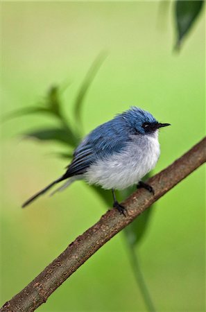 simsearch:862-06543159,k - A White tailed Blue Flycatcher is an uncommon species restricted to the forests and forest edges of Western Uganda, Rwanda and Western Tanzania. Photographie de stock - Rights-Managed, Code: 862-06543274