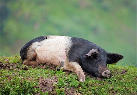 simsearch:862-06543259,k - A local breed of pig lying on a bank in the rain, Uganda, Africa Foto de stock - Con derechos protegidos, Código: 862-06543271