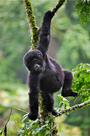 The 18 months old baby Mountain Gorilla Rotary of the Nshongi Group swings playfully in a tree in the Bwindi Impenetrable Forest of Southwest Uganda, Africa Photographie de stock - Rights-Managed, Code: 862-06543280