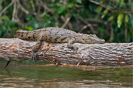 A young Nile crocodile basks on a log in Lake Mburo, Uganda, Africa Foto de stock - Con derechos protegidos, Código: 862-06543298