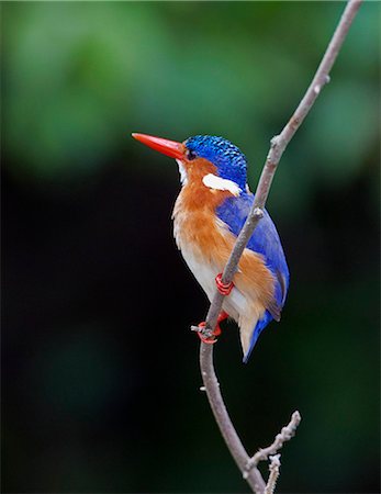 simsearch:862-06542223,k - A beautiful Malachite Kingfisher at Lake Mburo, Uganda, Africa Foto de stock - Con derechos protegidos, Código: 862-06543299