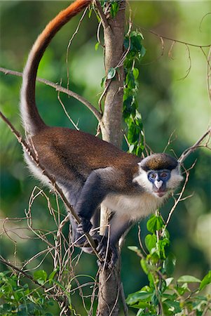 simsearch:862-06543283,k - A Red Tailed Monkey in the riverine forest on the banks of the Victoria Nile, Uganda, Africa Stock Photo - Rights-Managed, Code: 862-06543305