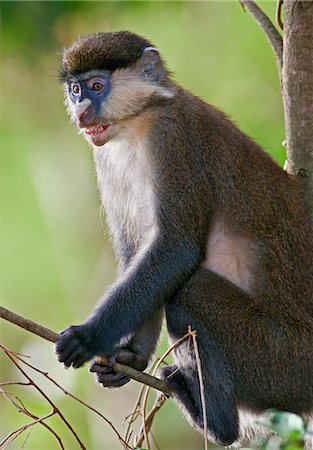 simsearch:862-06543283,k - A Red Tailed Monkey in the riverine forest on the banks of the Victoria Nile, Uganda, Africa Stock Photo - Rights-Managed, Code: 862-06543306