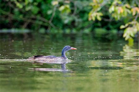 simsearch:862-06543226,k - A male African Finfoot at Lake Mburo, Uganda, Africa Stockbilder - Lizenzpflichtiges, Bildnummer: 862-06543308