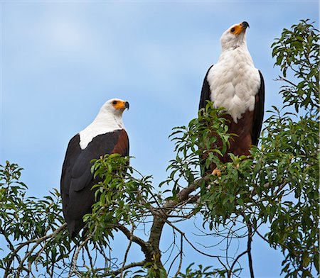 A pair of Fish Eagles at Lake Mburo, Uganda, Africa Stock Photo - Rights-Managed, Code: 862-06543300