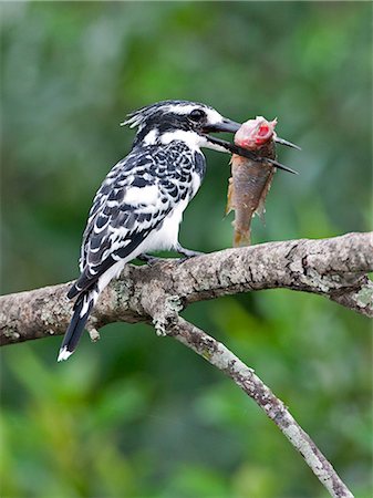 simsearch:862-06543259,k - A Pied Kingfisher at Lake Mburo with a fish almost as big as itself, Uganda, Africa Foto de stock - Con derechos protegidos, Código: 862-06543301