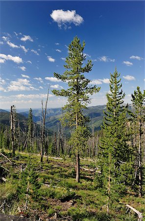 Frank Church Wilderness, Nez Perce Trail, Idaho, USA Foto de stock - Con derechos protegidos, Código: 862-06543373