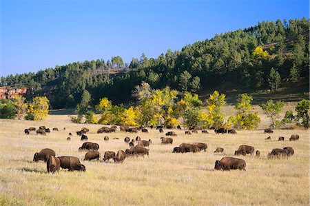 dehesa - Bison herd in Custer State Park, Black Hills, South Dakota, USA Foto de stock - Con derechos protegidos, Código: 862-06543392