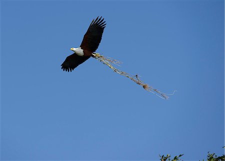 Fish Eagle, Haliaeetus vociferon, flying over the Chobe River, Chobe National park near town of Kasane, Botswana, Africa Stock Photo - Rights-Managed, Code: 862-06675643