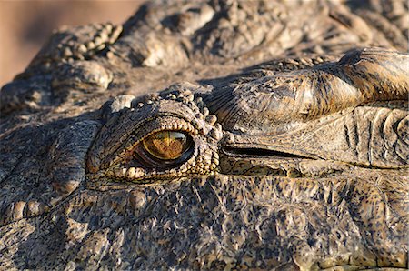 parc national chobe - Africa, Botswana,Chobe National Park, lose up of Crocodiles eye Photographie de stock - Rights-Managed, Code: 862-06675655