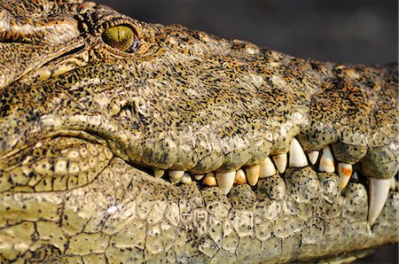 Africa, Botswana,Chobe National Park, Close up of crocodile Photographie de stock - Rights-Managed, Code: 862-06675656