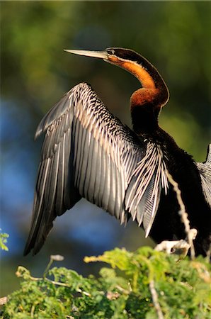 simsearch:862-06543159,k - African Darter, Anhinga rufa, Chobe National Park,  near the town of Kasane, Botswana, Southern, Africa, Photographie de stock - Rights-Managed, Code: 862-06675659