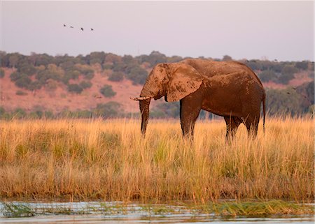 parque nacional chobe - Elephant on island at  Chobe River, Botswana flag, no mans land, Chobe National Park,  near the town of Kasane, Botswana, Southern, Africa, Foto de stock - Con derechos protegidos, Código: 862-06675653