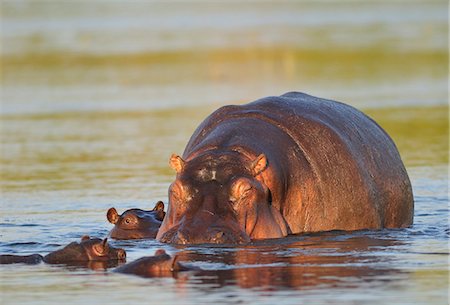 Hippo in  Chobe River, Chobe National Park, Botswana, Africa, Stock Photo - Rights-Managed, Code: 862-06675665