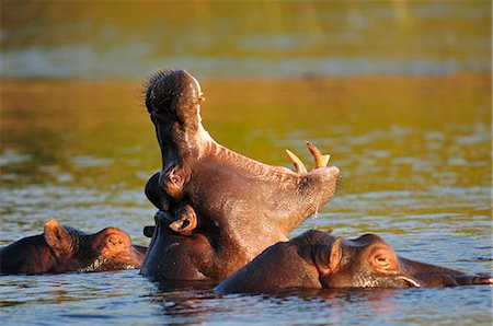 Hippo in  Chobe River, Chobe National Park, Botswana, Africa, Stockbilder - Lizenzpflichtiges, Bildnummer: 862-06675667