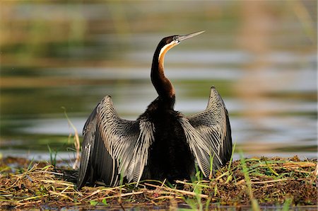 simsearch:862-06543159,k - African Darter, Anhinga rufa, Chobe National Park,  near the town of Kasane, Botswana, Southern, Africa Photographie de stock - Rights-Managed, Code: 862-06675662