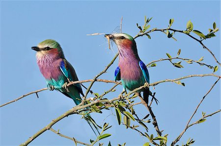 simsearch:862-03289604,k - Lilac breasted Roller,Coracias caudatu,Chobe National Park,  near the town of Kasane, Botswana, Southern, Africa, Foto de stock - Direito Controlado, Número: 862-06675672