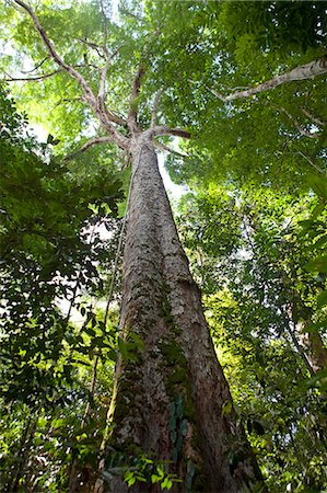 simsearch:862-06675715,k - Brazil, Amazon, Amazonas state, Manaus, light shining through the leaves of a kapok tree in the INPA Reserve in the Amazon tropical forest Foto de stock - Con derechos protegidos, Código: 862-06675687