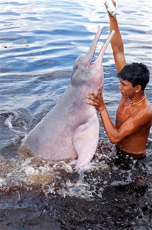 South America, Brazil, Amazonas, A boy feeding an Amazon river dolphin fish on a creek in the Rio Negro in the Anavilhanas islands, Stock Photo - Rights-Managed, Code: 862-06675700