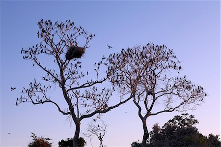 stork's nest - South America, Brazil, Mato Grosso do Sul, a tree in the Pantanal with nesting Jabiru storks with chicks and scores of Neotropic Cormorants Foto de stock - Con derechos protegidos, Código: 862-06675852