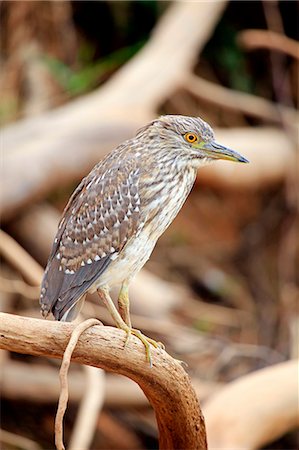 South America, Brazil, Mato Grosso, Pantanal, juvenile Black crowned Night Heron, Nycticorax nycticorax. Stockbilder - Lizenzpflichtiges, Bildnummer: 862-06675864