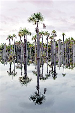 South America, Brazil, Mato Grosso, Nobres, Buriti palms at the Lagoa das Araras, Macaw Lake. Stock Photo - Rights-Managed, Code: 862-06675868